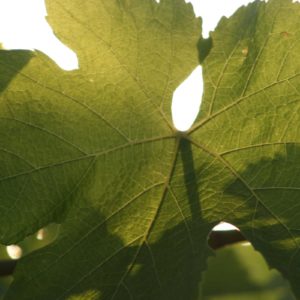 Laubarbeiten: Trauben wollen Sonne
