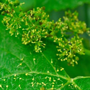 Frühlingserwachen im Weinberg