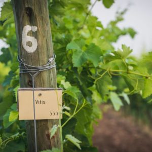 Züchtung neuer Rebsorten (PIWIs)
